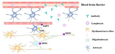 Advances in Potential Cerebrospinal Fluid Biomarkers for Autoimmune Encephalitis: A Review